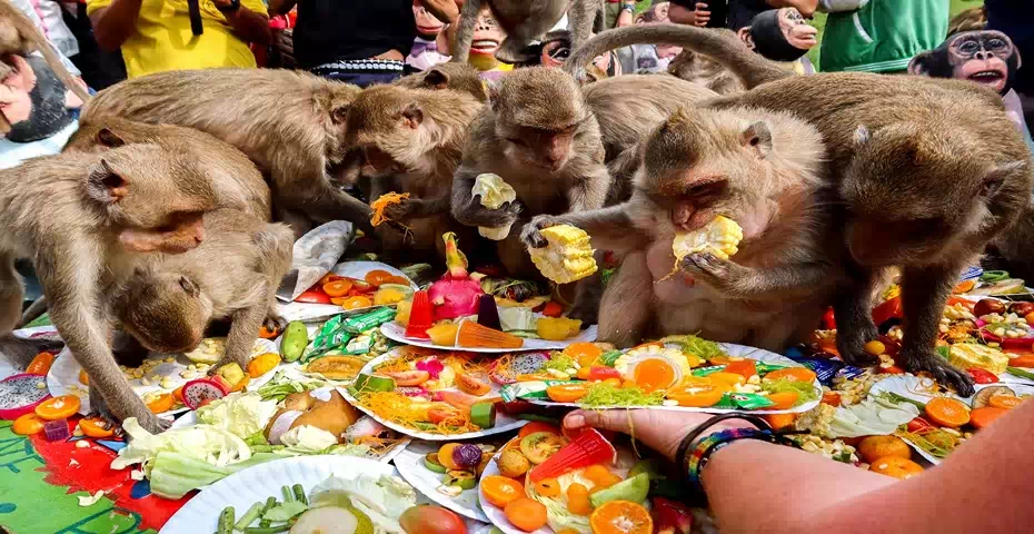 جشن شامپانزه‌ها در تایلند